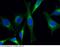 B2M antibody, 11976-MM01, Sino Biological, Immunohistochemistry frozen image 
