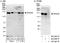 DEAH-Box Helicase 38 antibody, A300-859A, Bethyl Labs, Western Blot image 