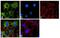 C-C Motif Chemokine Receptor 5 (Gene/Pseudogene) antibody, 702233, Invitrogen Antibodies, Immunofluorescence image 
