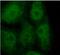 MX Dynamin Like GTPase 1 antibody, FNab05450, FineTest, Immunofluorescence image 