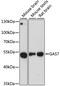 Growth arrest-specific protein 7 antibody, 15-412, ProSci, Western Blot image 