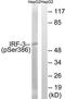 Interferon Regulatory Factor 3 antibody, TA311897, Origene, Western Blot image 