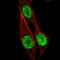 Homeobox protein Hox-B13 antibody, HPA062852, Atlas Antibodies, Immunofluorescence image 