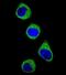 MTHFD1 antibody, PA5-72359, Invitrogen Antibodies, Immunofluorescence image 