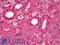 Calmodulin antibody, LS-B6552, Lifespan Biosciences, Immunohistochemistry paraffin image 