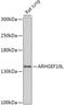 Rho Guanine Nucleotide Exchange Factor 10 Like antibody, 18-066, ProSci, Western Blot image 