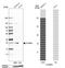 Syntaxin Binding Protein 6 antibody, HPA003552, Atlas Antibodies, Western Blot image 