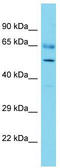 Coenzyme Q8A antibody, TA346631, Origene, Western Blot image 