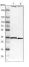 DRP1 antibody, NBP2-13913, Novus Biologicals, Western Blot image 