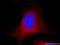 Adenosylhomocysteinase antibody, 66019-1-Ig, Proteintech Group, Immunofluorescence image 