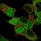 Myelin transcription factor 1 antibody, HPA006303, Atlas Antibodies, Immunofluorescence image 