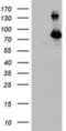 Diacylglycerol kinase alpha antibody, NBP2-01597, Novus Biologicals, Western Blot image 
