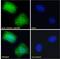 Abhydrolase Domain Containing 5 antibody, PA5-18666, Invitrogen Antibodies, Immunofluorescence image 
