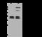 CXCR1 antibody, 201528-T42, Sino Biological, Western Blot image 