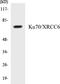 X-Ray Repair Cross Complementing 6 antibody, EKC1334, Boster Biological Technology, Western Blot image 