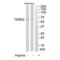 Testis Associated Actin Remodelling Kinase 2 antibody, A12351, Boster Biological Technology, Western Blot image 