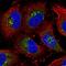 Golgi Glycoprotein 1 antibody, NBP1-90636, Novus Biologicals, Immunofluorescence image 