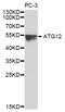 Autophagy Related 12 antibody, STJ113574, St John