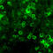 Netrin 1 antibody, A04892, Boster Biological Technology, Immunofluorescence image 