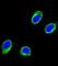 Coiled-Coil Alpha-Helical Rod Protein 1 antibody, abx033982, Abbexa, Western Blot image 