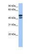 LOC731673 antibody, orb325622, Biorbyt, Western Blot image 