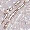 5'-Nucleotidase, Cytosolic IA antibody, PA5-62163, Invitrogen Antibodies, Immunohistochemistry frozen image 