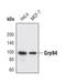 Heat Shock Protein 90 Beta Family Member 1 antibody, PA5-17280, Invitrogen Antibodies, Western Blot image 