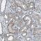 PMCA1 antibody, HPA012945, Atlas Antibodies, Immunohistochemistry frozen image 