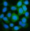 Glutamate-Ammonia Ligase antibody, A03191-3, Boster Biological Technology, Immunofluorescence image 