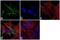 GFAP antibody, PA5-16291, Invitrogen Antibodies, Immunofluorescence image 