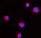 ERLIN2 antibody, M07042-1, Boster Biological Technology, Immunofluorescence image 