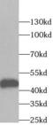 DExD-Box Helicase 39B antibody, FNab09142, FineTest, Western Blot image 