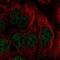 Paired Like Homeodomain 2 antibody, PA5-66524, Invitrogen Antibodies, Immunofluorescence image 