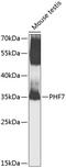 PHD Finger Protein 7 antibody, 23-466, ProSci, Western Blot image 