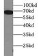Heat Shock Protein Family A (Hsp70) Member 1A antibody, FNab04050, FineTest, Western Blot image 