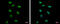 Ribonuclease P/MRP Subunit P40 antibody, GTX115483, GeneTex, Immunocytochemistry image 