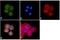 Ligand Of Numb-Protein X 2 antibody, 710665, Invitrogen Antibodies, Immunofluorescence image 