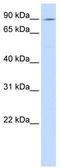 Calcium-transporting ATPase type 2C member 1 antibody, TA335279, Origene, Western Blot image 