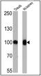 Membrane Metalloendopeptidase antibody, MA5-14050, Invitrogen Antibodies, Western Blot image 