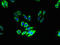 Probable G-protein coupled receptor 125 antibody, LS-C398970, Lifespan Biosciences, Immunofluorescence image 