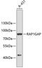 Rap1 GTPase-activating protein 1 antibody, 19-265, ProSci, Western Blot image 