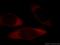 Eukaryotic translation initiation factor 3 subunit M antibody, 66025-1-Ig, Proteintech Group, Immunofluorescence image 