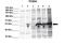 Phosphodiesterase 9A antibody, ARP45760_P050, Aviva Systems Biology, Western Blot image 