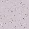 BRCA1 Associated RING Domain 1 antibody, NBP2-47543, Novus Biologicals, Immunohistochemistry frozen image 
