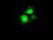 Methylthioribose-1-Phosphate Isomerase 1 antibody, M09725-1, Boster Biological Technology, Immunofluorescence image 