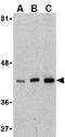 X-Box Binding Protein 1 antibody, ab37152, Abcam, Western Blot image 