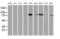 General Transcription Factor IIF Subunit 1 antibody, MA5-25696, Invitrogen Antibodies, Western Blot image 