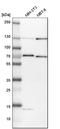 Baculoviral IAP Repeat Containing 3 antibody, HPA002317, Atlas Antibodies, Western Blot image 