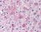 Glucagon receptor antibody, NLS4263, Novus Biologicals, Immunohistochemistry frozen image 