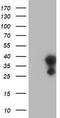 Eukaryotic Translation Initiation Factor 4E Family Member 2 antibody, TA502431, Origene, Western Blot image 